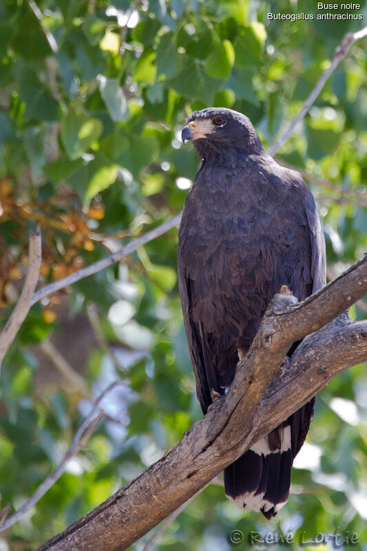 Common Black Hawkadult, identification