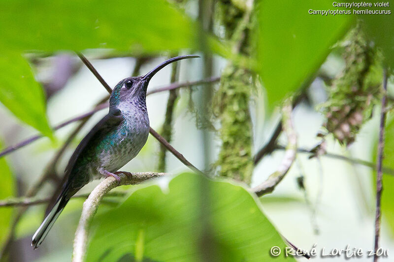 Violet Sabrewing female adult, identification