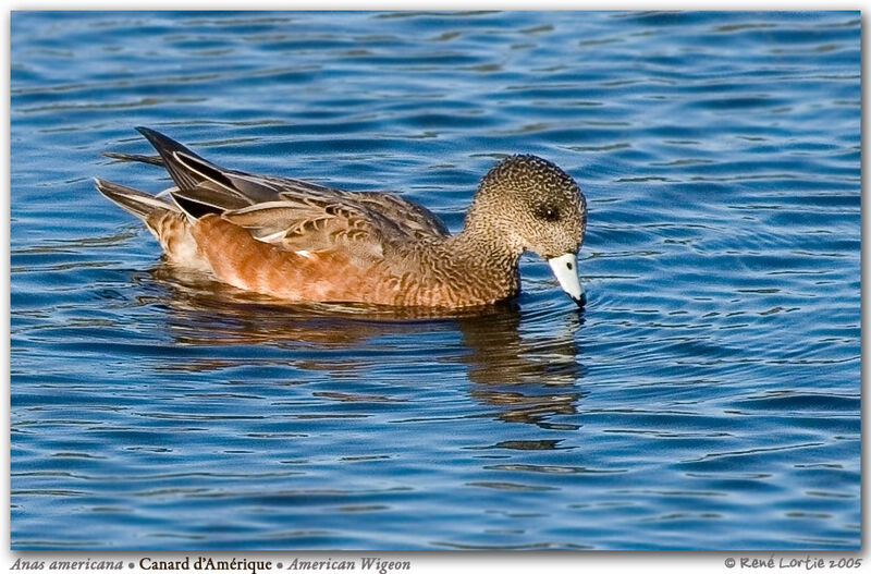 American Wigeon