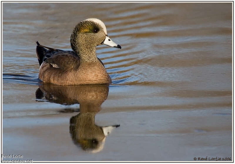 Canard à front blanc mâle 2ème année