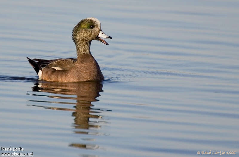 Canard à front blanc mâle adulte, nage