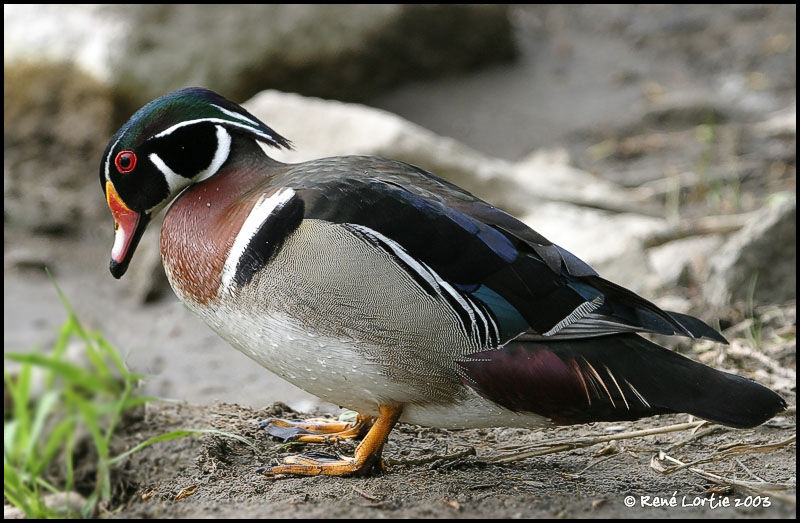 Canard carolin