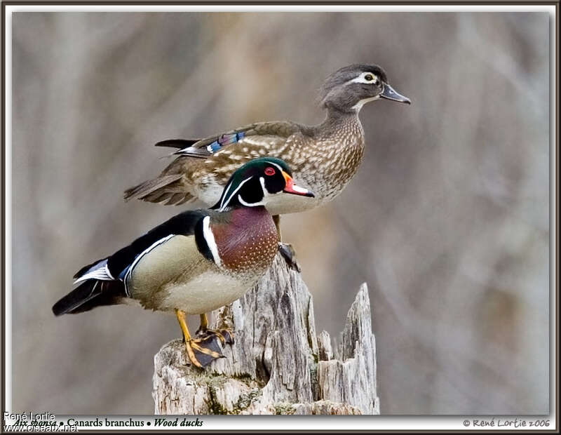 Canard carolinadulte nuptial, pigmentation, Comportement