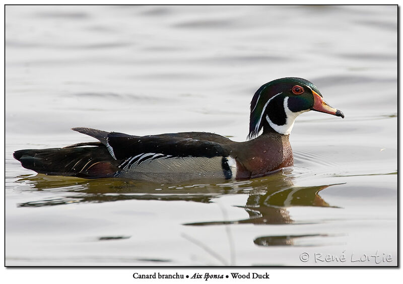 Canard carolin mâle adulte nuptial