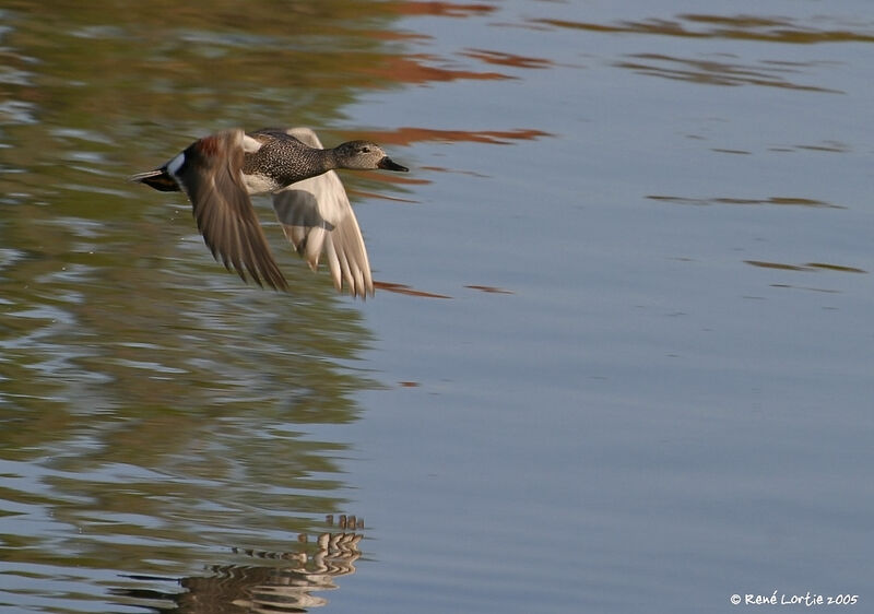 Canard chipeau