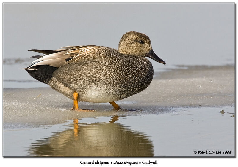 Canard chipeau mâle adulte