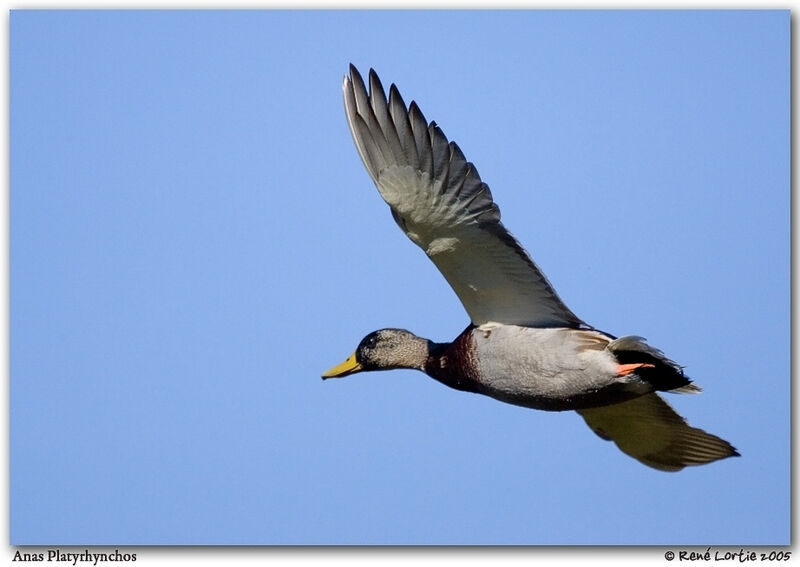 Canard colvert