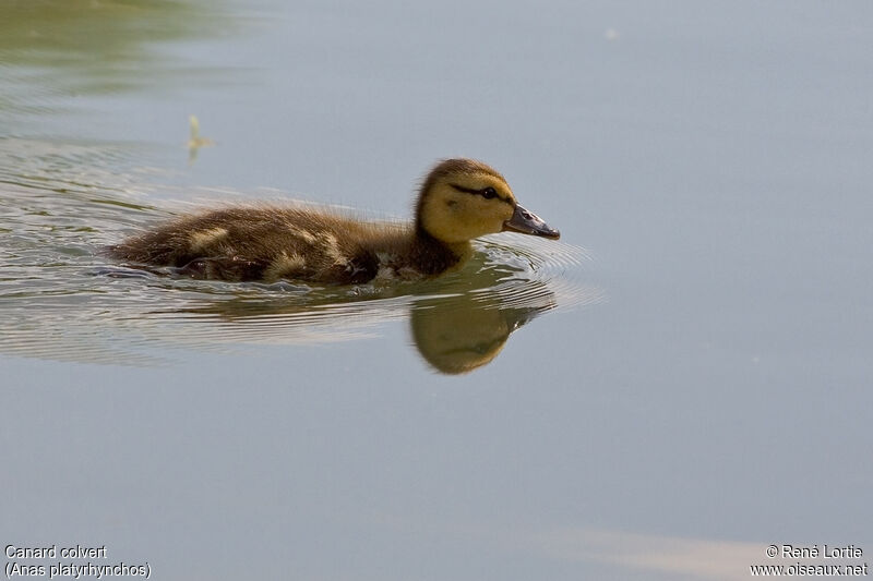 Mallard