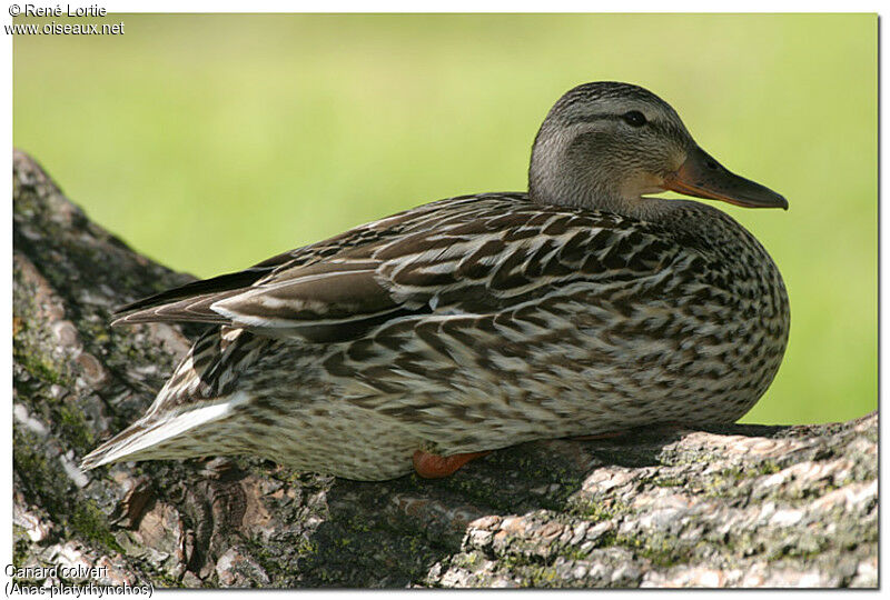 Canard colvert