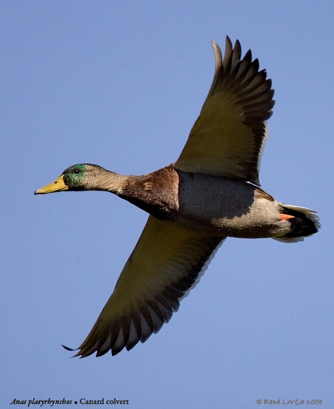 Canard colvert