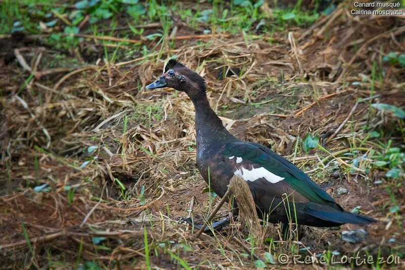 Canard musquéadulte, identification