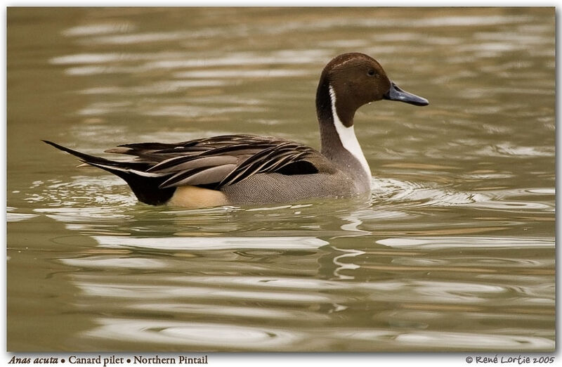 Northern Pintail