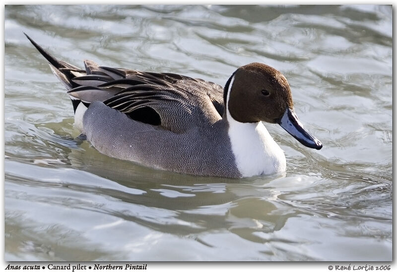 Northern Pintail