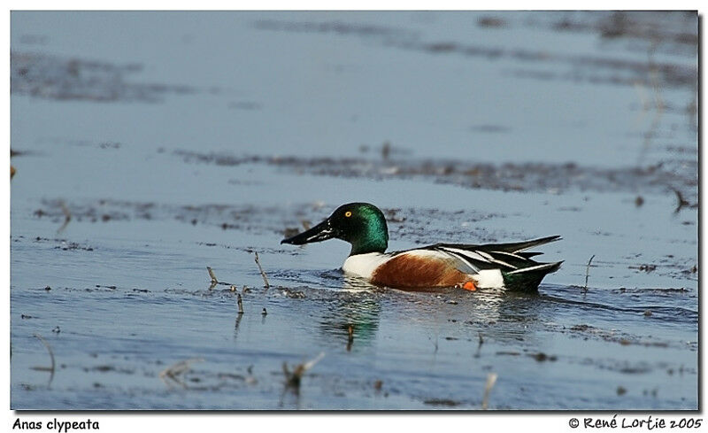 Canard souchet