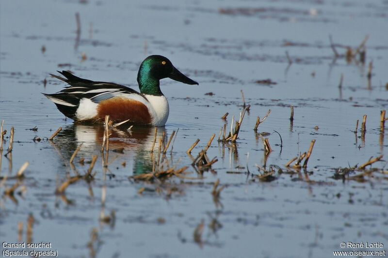 Canard souchet