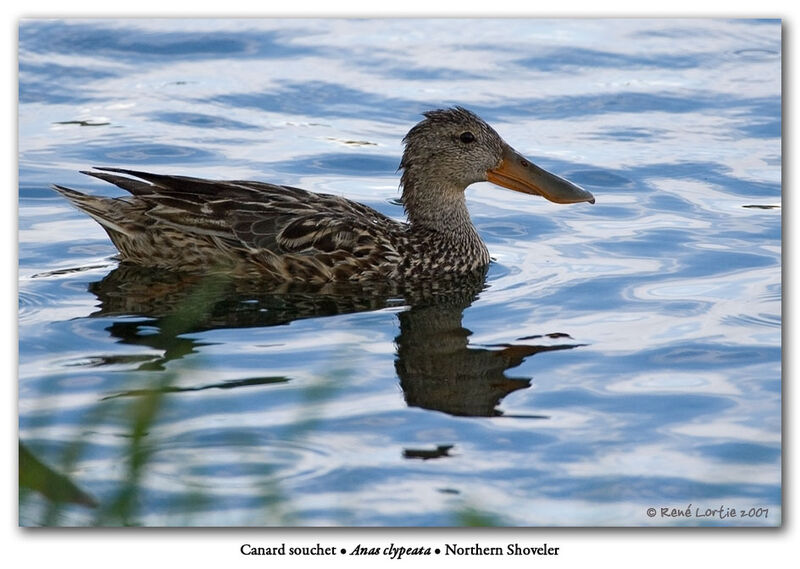 Northern Shoveler female adult