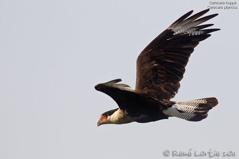 Caracara huppé, Vol