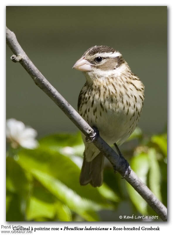 Rose-breasted Grosbeak female adult, close-up portrait