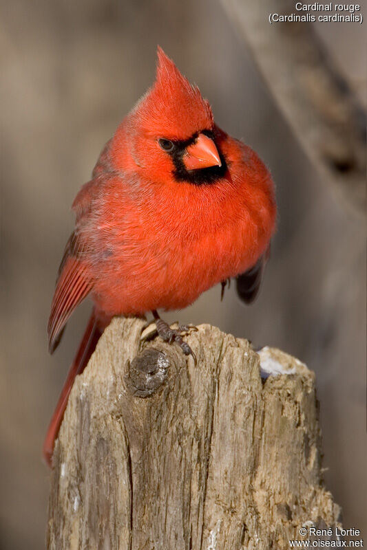 Cardinal rouge