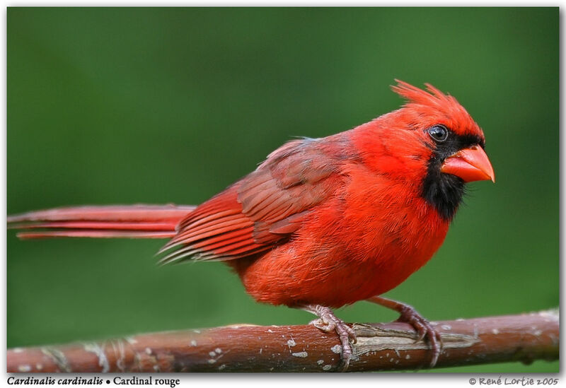 Cardinal rouge