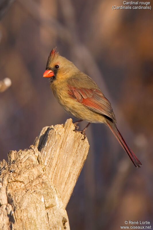 Northern Cardinal