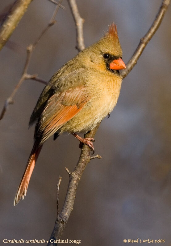 Northern Cardinal