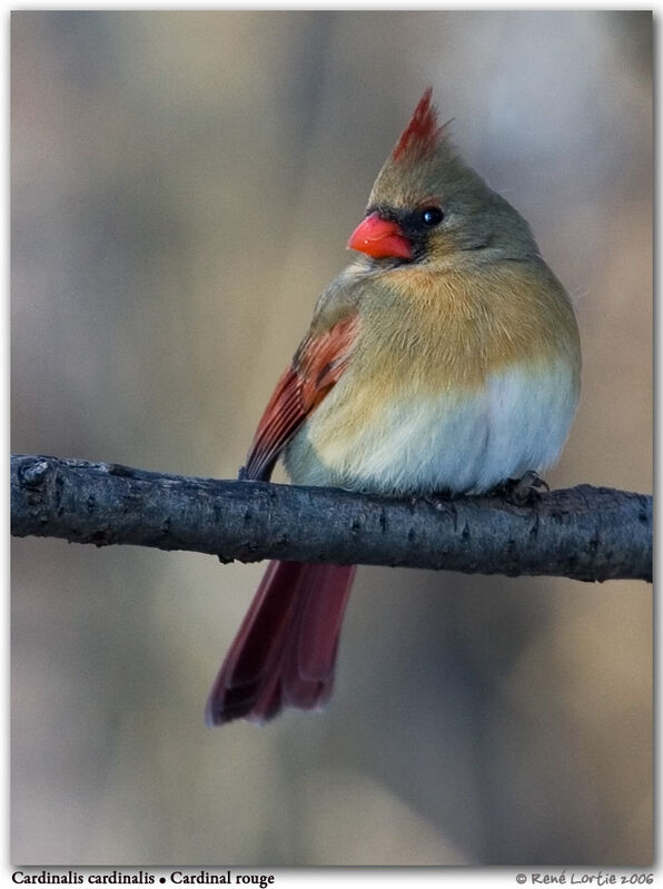 Cardinal rouge