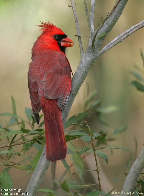 Cardinal rouge mâle