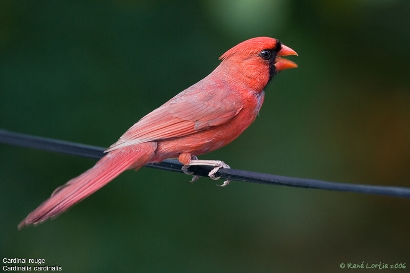 Cardinal rouge