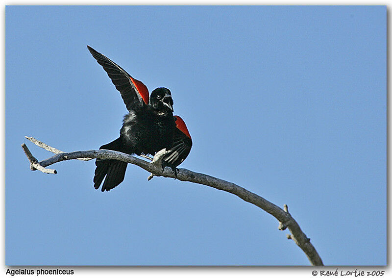 Red-winged Blackbird