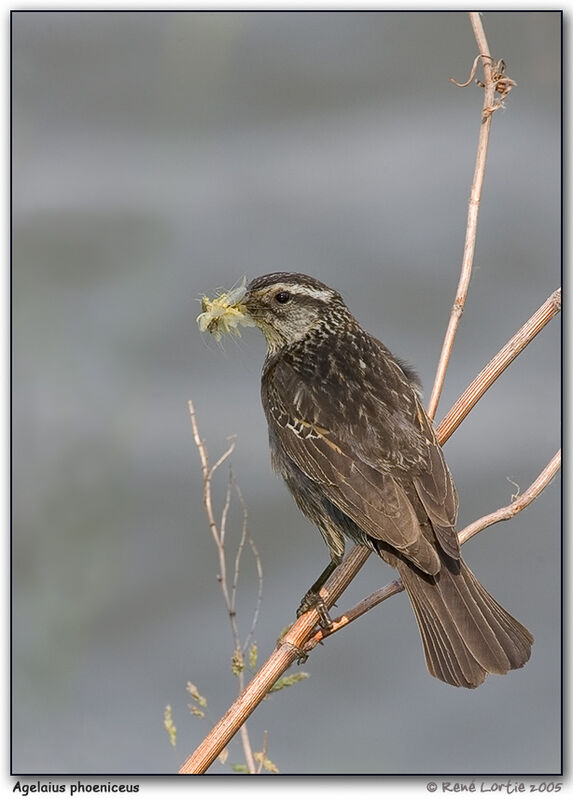 Red-winged Blackbird