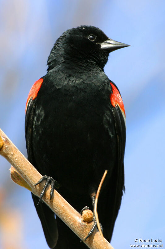 Red-winged Blackbird