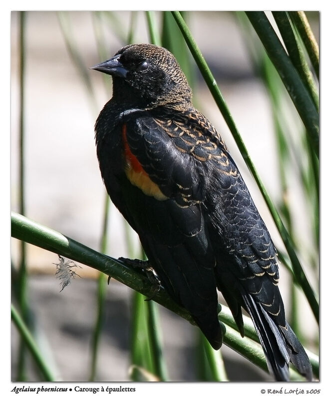 Red-winged Blackbird