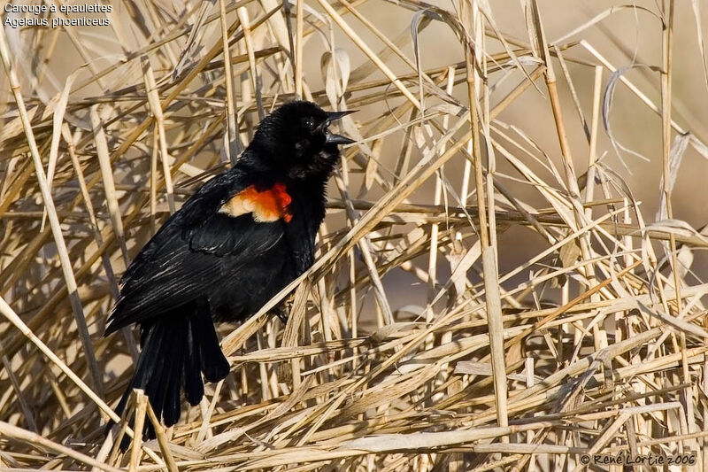 Red-winged Blackbird male adult breeding