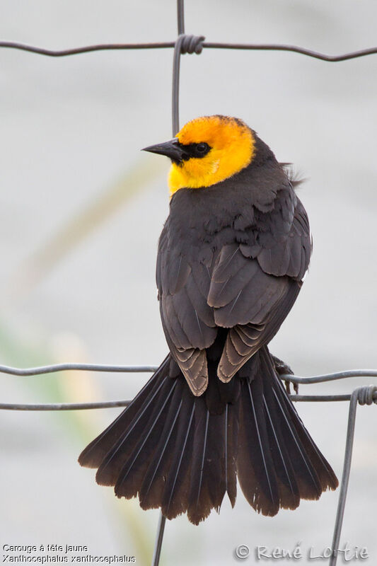 Yellow-headed Blackbird male adult, identification