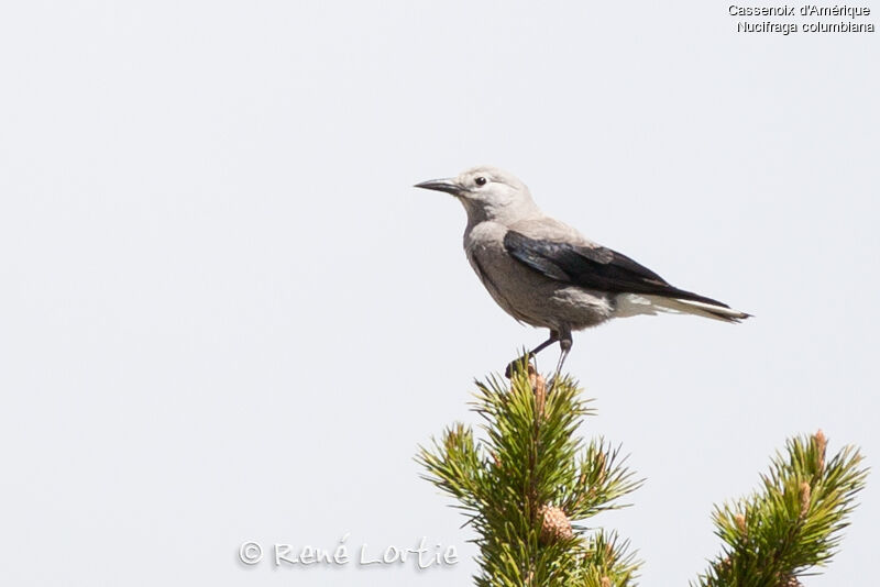 Clark's Nutcrackeradult, identification