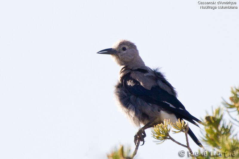 Cassenoix d'Amériqueadulte, identification