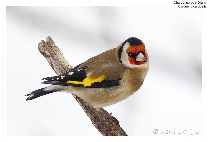 European Goldfinch, identification