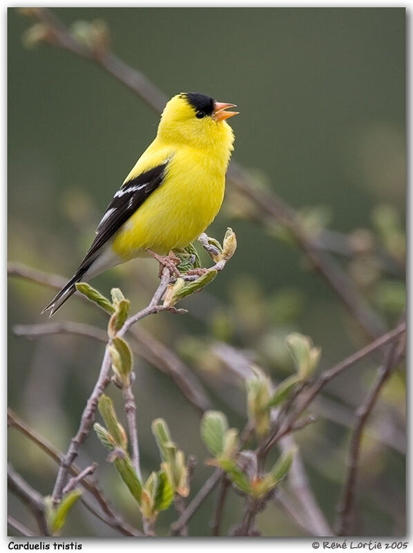 American Goldfinch