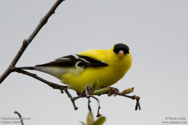 American Goldfinch