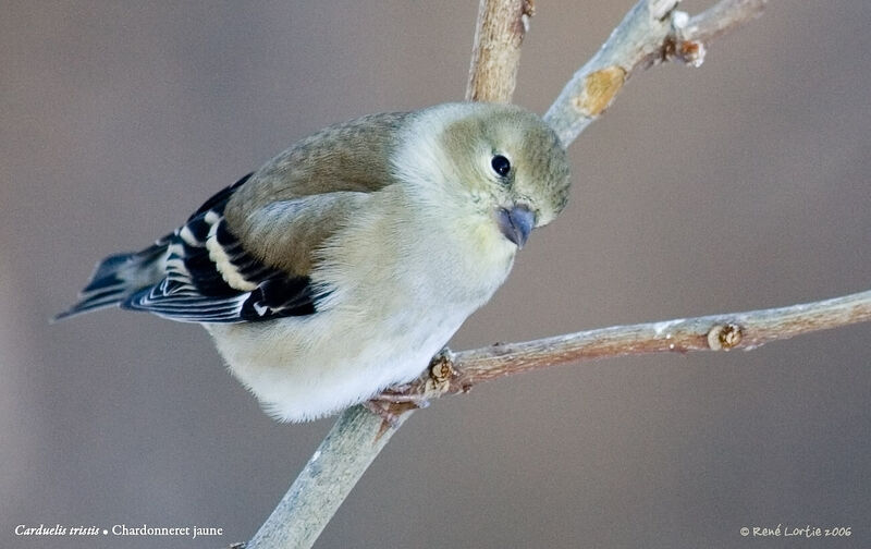 American Goldfinch