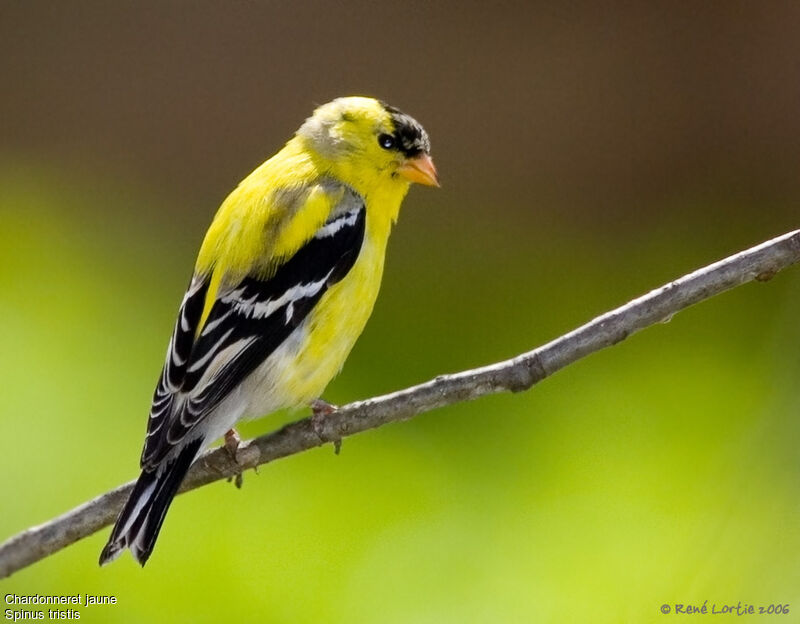 Chardonneret jaune