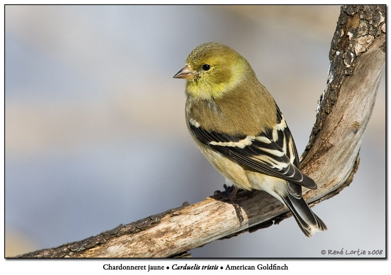 Chardonneret jaune femelle adulte internuptial