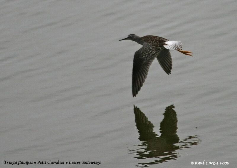 Lesser Yellowlegs