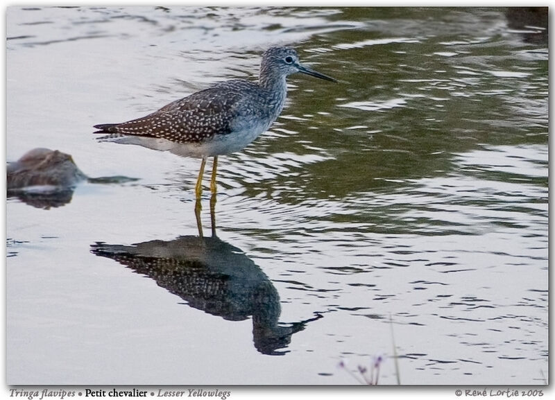 Lesser Yellowlegs