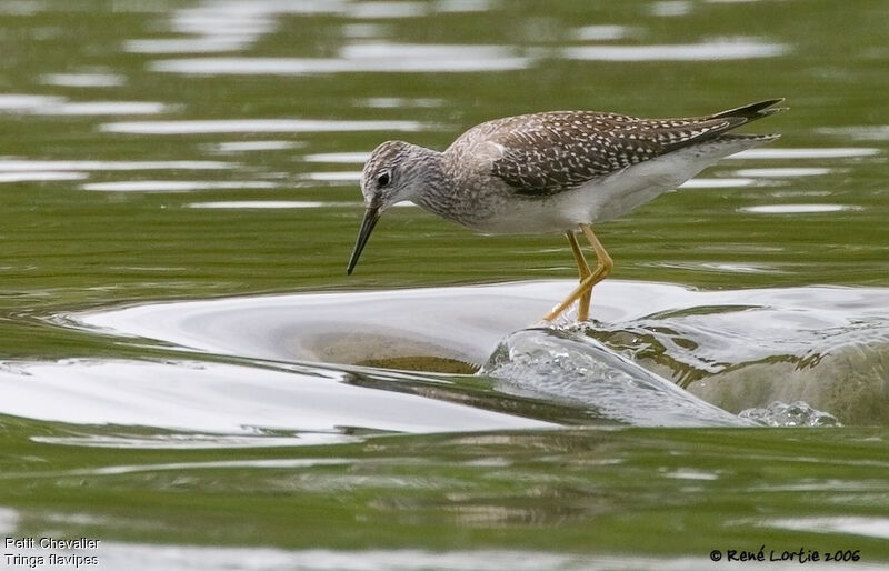 Lesser Yellowlegs