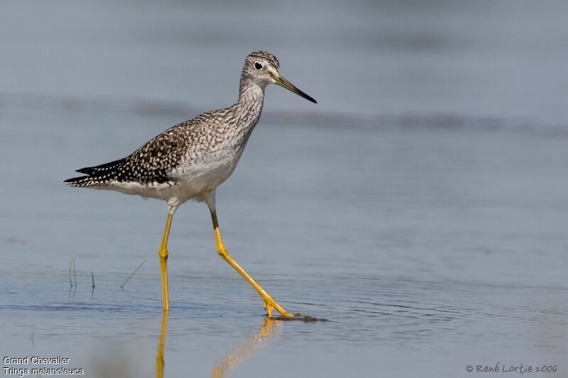 Greater Yellowlegsadult post breeding, identification