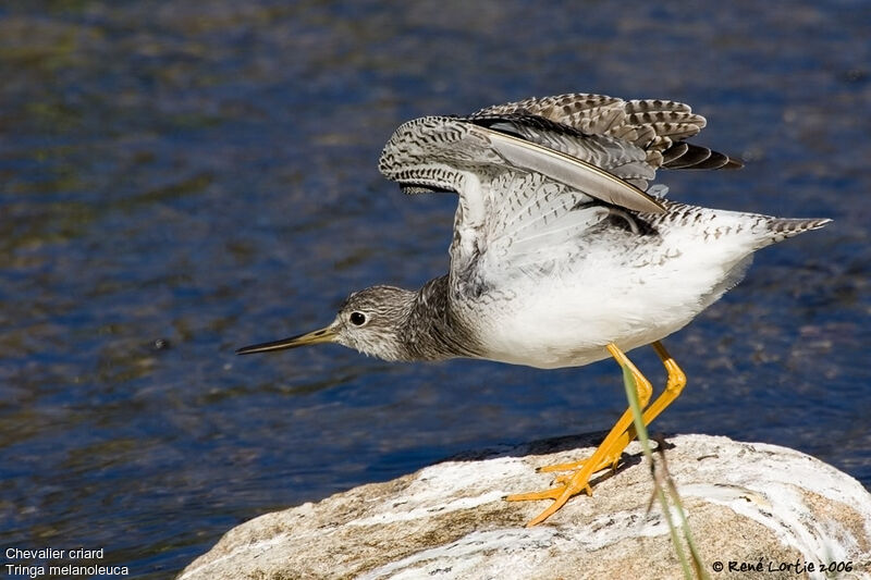 Greater Yellowlegs