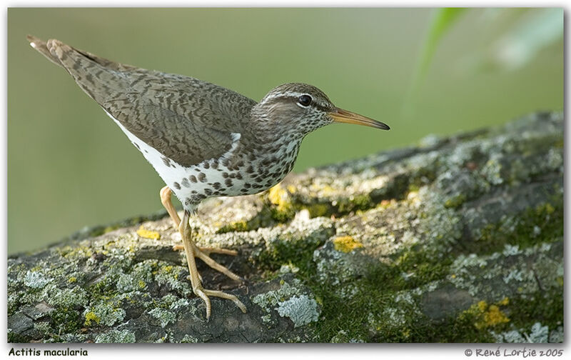 Spotted Sandpiper