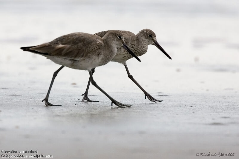 Willet